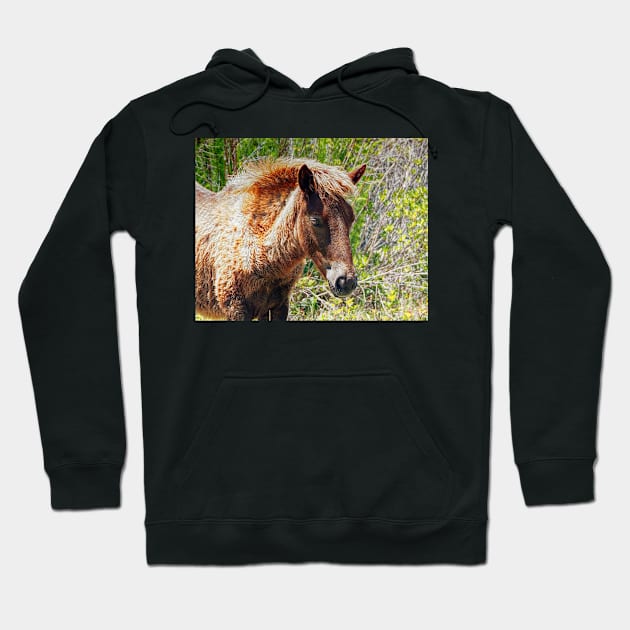 Portrait of an Assateague Pony Foal Hoodie by Swartwout